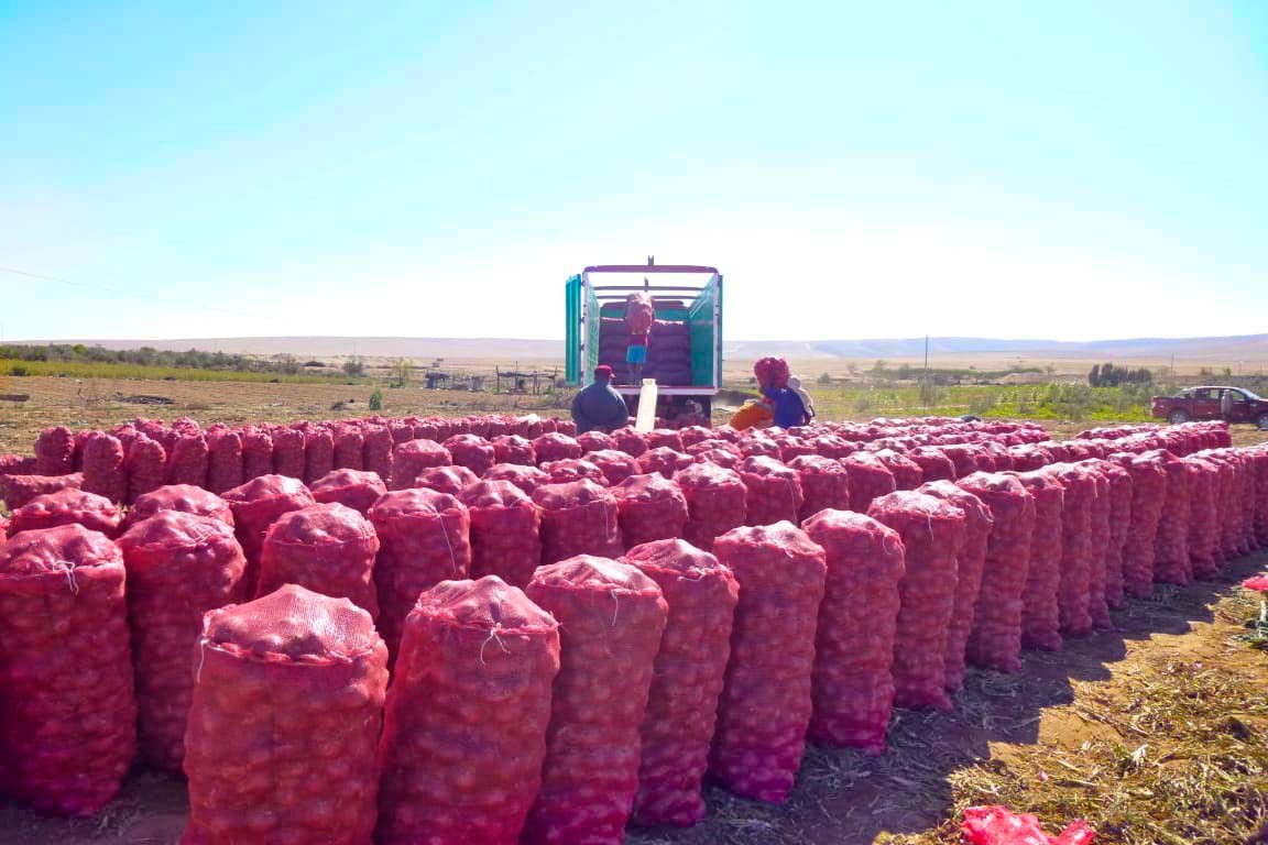 Se reinicia cadena productiva de la cebolla en Tacna