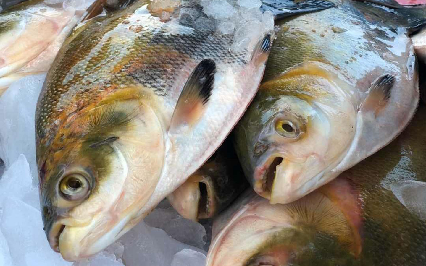 Produce: A Comer Pescado colocó 2 toneladas de gamitana y sábalo en Loreto