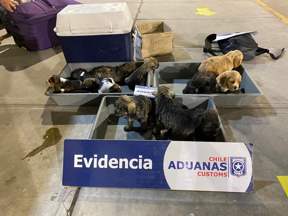 Aduanas de chile encuentran cachorros escondidos en cabina de camión