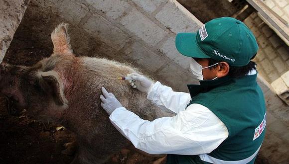 Senasa vacunó a 62 mil porcinos