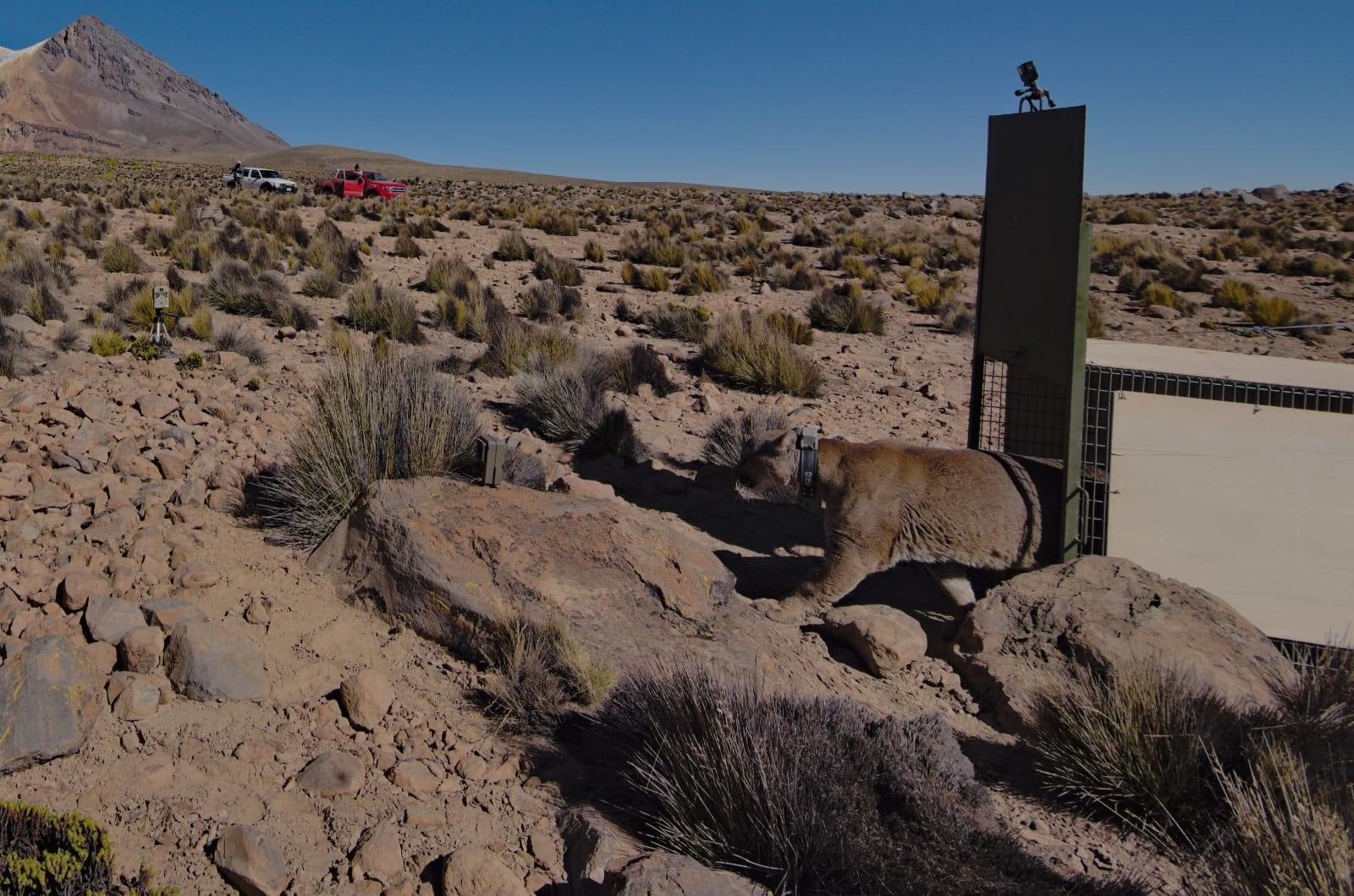 Puma hallado en almacén de aceitunas de Tacna fue liberado por SERFOR